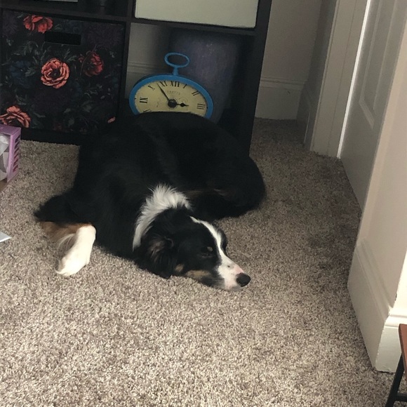 Meet your posher - Picture 4 of 4